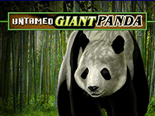 Неукрощенная Гигантская Панда